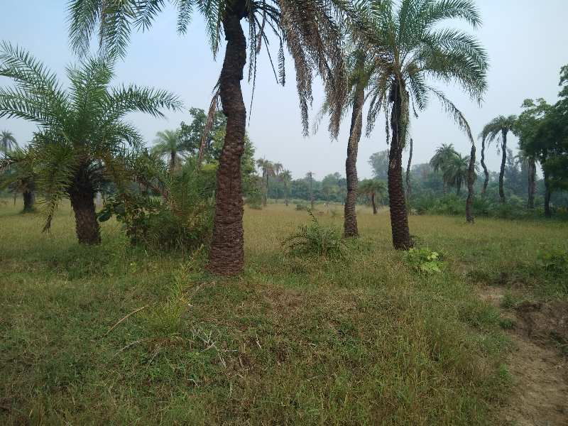 10 Acre Agricultural/Farm Land for Sale in Bhilad, Vapi