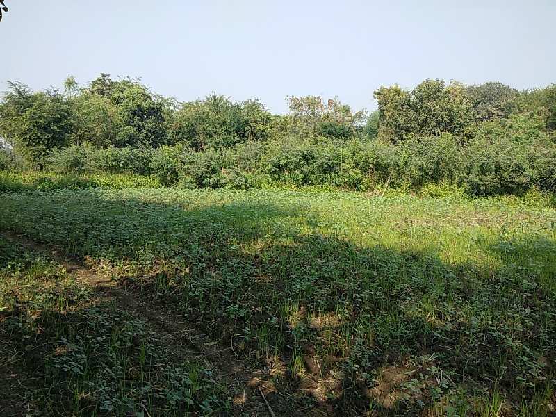 128 Guntha Agricultural/Farm Land for Sale in Chala, Vapi