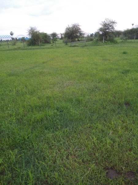 4.5 Acre Agricultural/Farm Land for Sale in Sanjan, Valsad