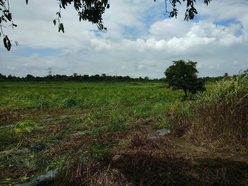 100 Acre Agricultural/Farm Land for Sale in Pardi, Valsad