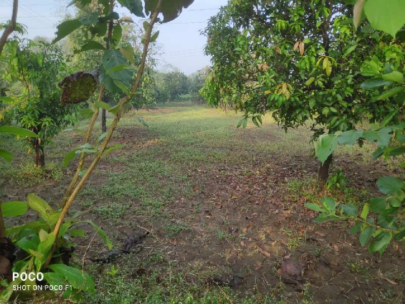 2 Bigha Agricultural/Farm Land for Sale in Chikhli, Navsari