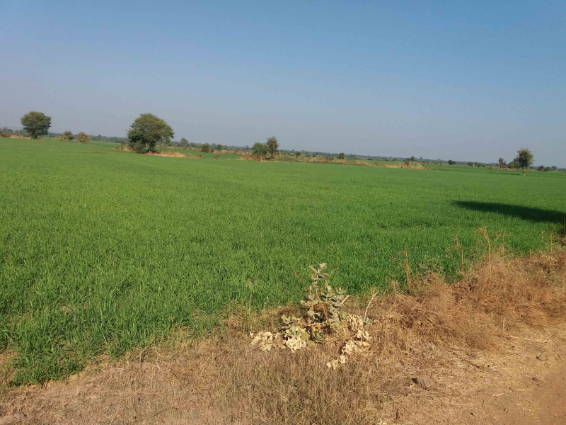 Agricultural/Farm Land for Sale in Pardi, Valsad (45 Acre)