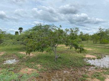 Agricultural/Farm Land for Sale in Pardi, Valsad (5 Acre)