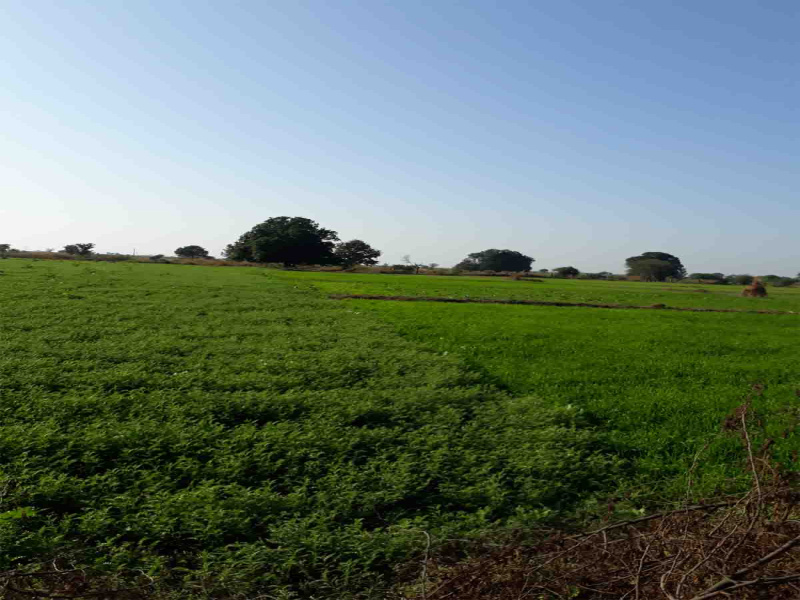 Agricultural/Farm Land for Sale in Pardi, Valsad (20 Acre)