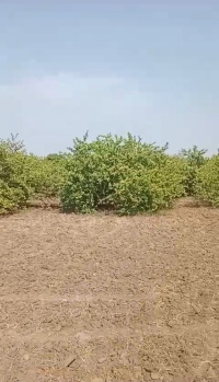 Industrial Land / Plot for Sale in Salvav, Vapi (3 Acre)