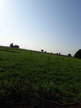 Agricultural/Farm Land for Sale in Balitha, Vapi (7 Acre)