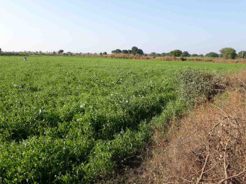Agricultural/Farm Land for Sale in Dahanu, Palghar (10 Ares)