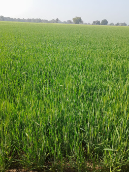 Agricultural/Farm Land for Sale in Dahanu, Palghar (56 Acre)