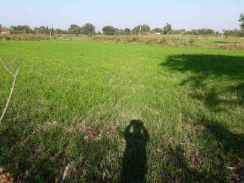 Agricultural/Farm Land for Sale in Dahanu, Palghar (61 Acre)