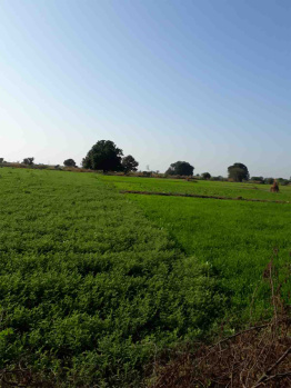 Agricultural/Farm Land for Sale in Dahanu, Palghar (31 Acre)