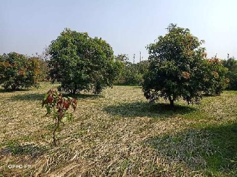 6 Vigha AGRICULTURE Land on sale at Ronvel Dhrampur