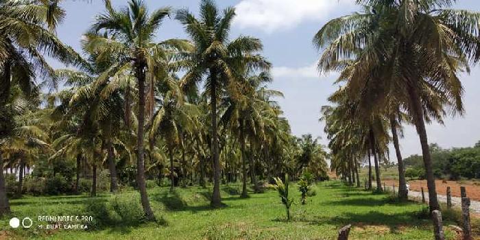 2 Acre Agricultural/Farm Land for Sale in Nelamangala, Bangalore