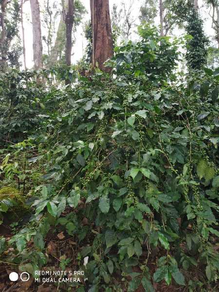 Coffee Estate For Sale in Chikmagalur