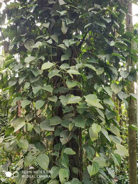 Coffee Estate For Sale in Chikmagalur