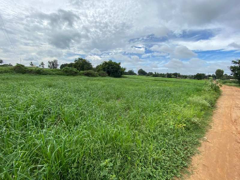 3.25 Acre Agricultural/Farm Land for Sale in Doddaballapur, Bangalore
