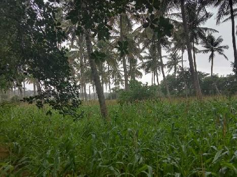 Farmland for sale in Nanjangud, Mysore