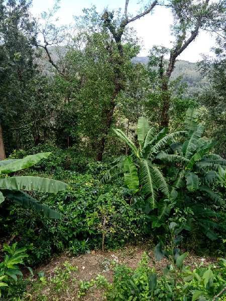 Coffee Estate Besides the river for Sale