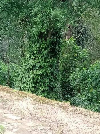 Property for sale in Madikeri, Kodagu