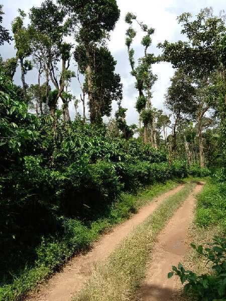 coffee estate with cottages serving as homestays for sale