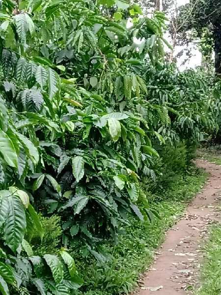 coffee estate with cottages serving as homestays for sale