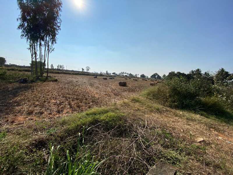 Agricultural land for sale in yelahanka