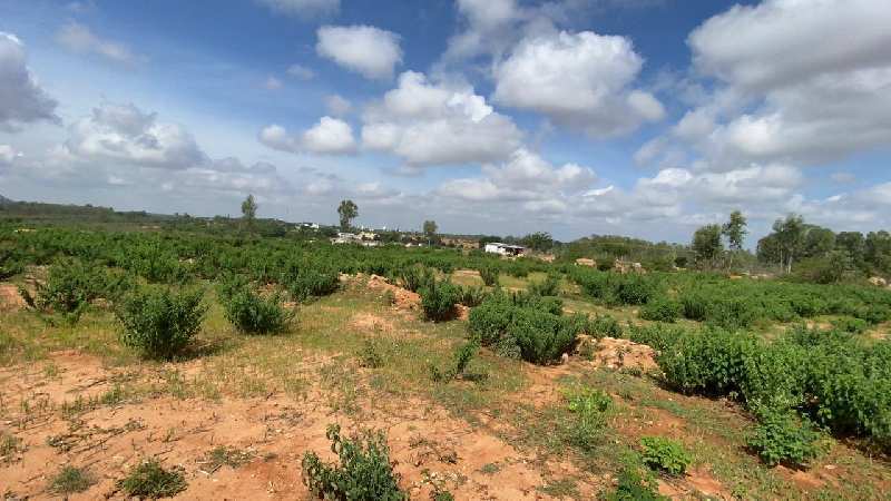 10 Acre Agricultural/Farm Land for Sale in Devanahalli, Bangalore