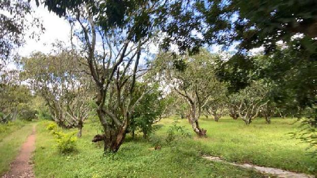 29 Acre Agricultural/Farm Land for Sale in Doddaballapur, Bangalore