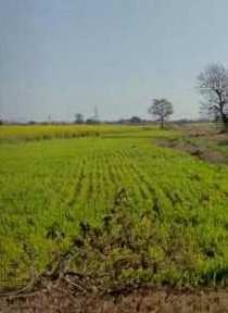 32 Acre Agricultural/Farm Land for Sale in SherGanj, Satna