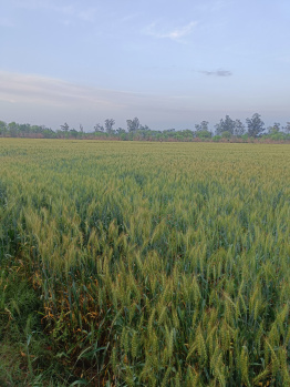 Property for sale in Kharar Kurali Road, Mohali