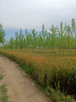 Property for sale in Ropar, Rupnagar