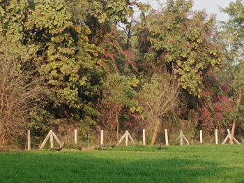 Agricultural/Farm Land for Sale in Sohna Road, Gurgaon (1 Acre)