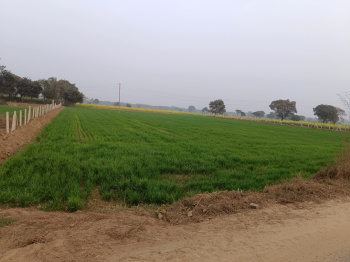 Agricultural/Farm Land for Sale in Sohna, Gurgaon (7 Acre)