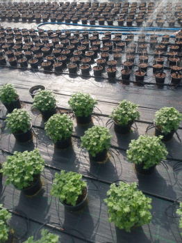 Property for sale in Tijara, Alwar