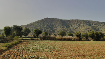 Agricultural/Farm Land for Sale in Tijara, Alwar (8 Bigha)