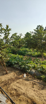 Property for sale in Tijara, Alwar