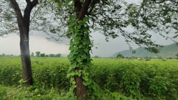 Property for sale in Tijara, Alwar