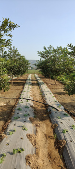 Property for sale in Naugaon, Alwar