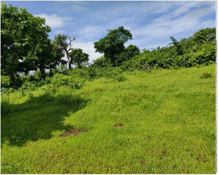 41.25 Acre Agricultural/Farm Land for Sale in Canacona, Goa