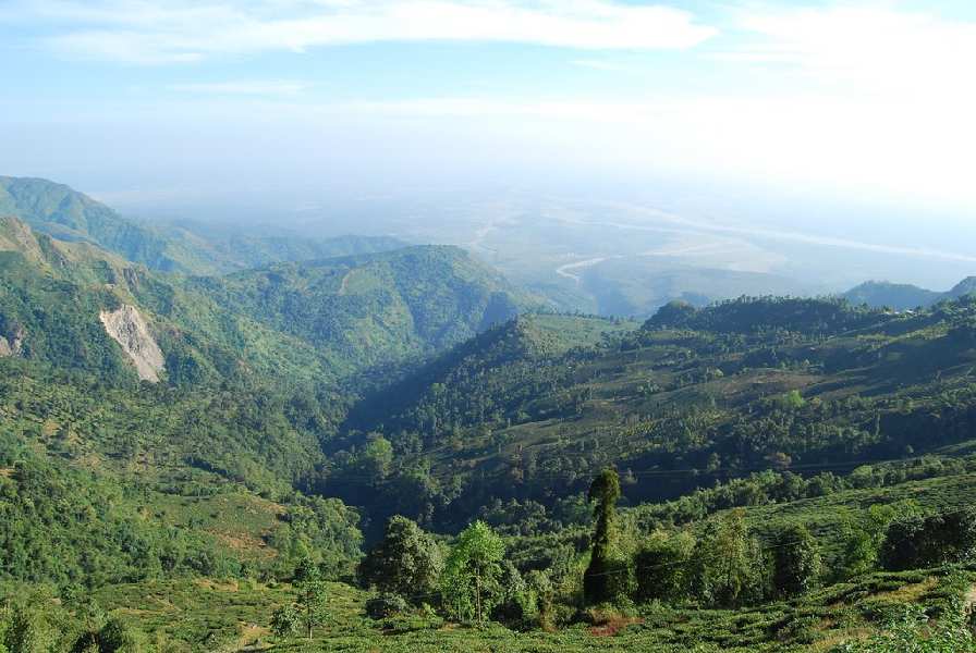 255 Acre Agricultural/Farm Land for Sale in Kurseong, Darjeeling