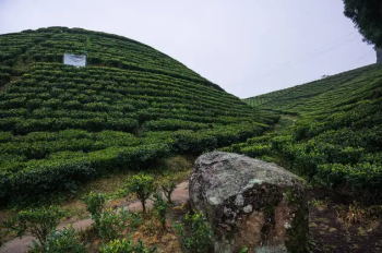 Property for sale in Mirik, Darjeeling