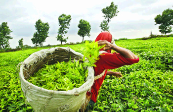 Running Tea estate , Farm land