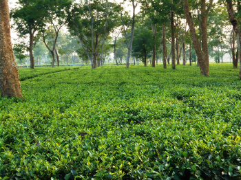 Property for sale in Lala, Hailakandi