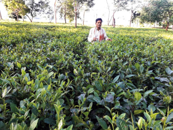 Agricultural/Farm Land for Sale in Teok, Jorhat (2000 Bigha)