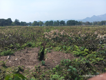 1197 Acre Agricultural/Farm Land for Sale in Gairkata, Jalpaiguri