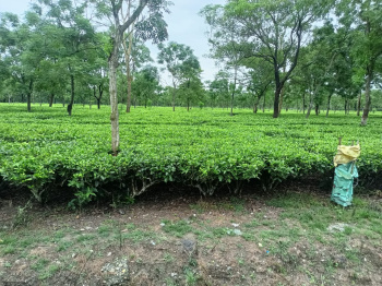 Agricultural/Farm Land for Sale in Malbazar, Jalpaiguri (34 Acre)