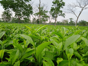 Property for sale in Malbazar, Jalpaiguri