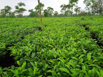 A ready tea estate with highly earned profit near by 20 cr