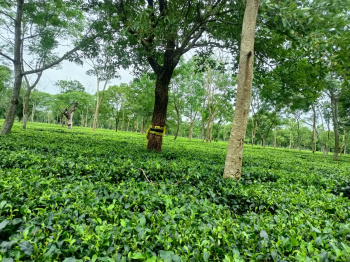 Agricultural/Farm Land for Sale in Naxalbari, Darjeeling (400 Acre)