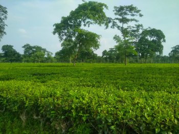 A ready tea estate with resort and hospital facility