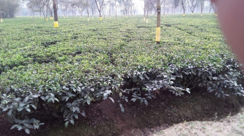 Property for sale in Malbazar, Jalpaiguri